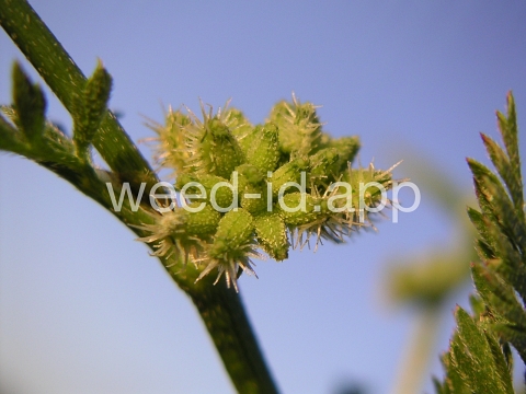 hedgeparsley, knotted